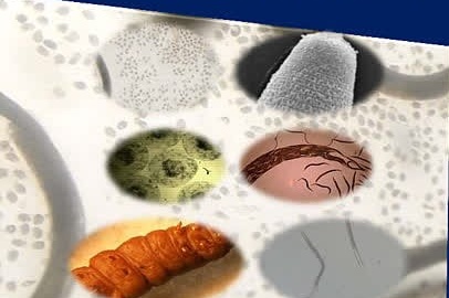 نماتدهای بیمارگر حشرات